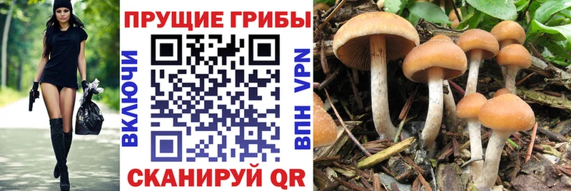 Псилоцибиновые грибы Psilocybine cubensis  Купить  Белоозёрский 